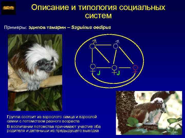 Описание и типология социальных систем Примеры: эдипов тамарин – Saguinus oedipus ♂ ♂ ♀