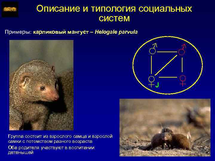 Описание и типология социальных систем Примеры: карликовый мангуст – Helogale parvula ♂ ♀J Группа