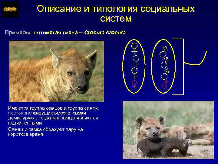 Описание и типология социальных систем Примеры: пятнистая гиена – Crocuta crocuta ♀ ♀ Имеются