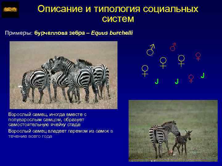 Описание и типология социальных систем Примеры: бурчеллова зебра – Equus burchelli ♂ ♀ ♀