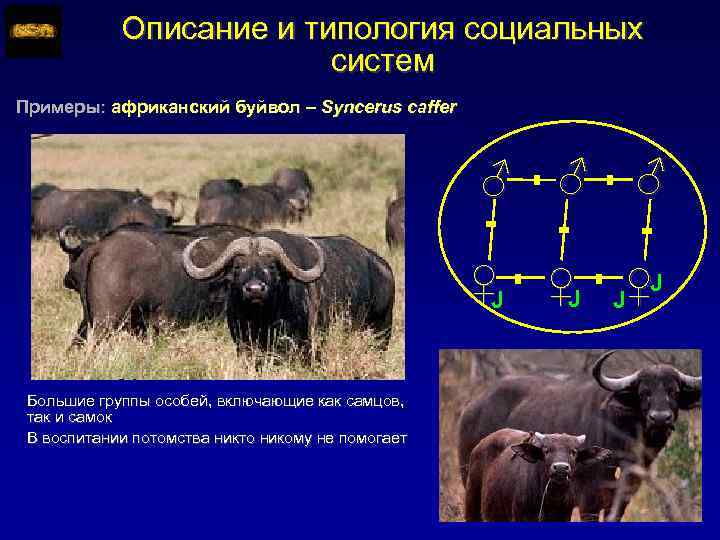 Описание и типология социальных систем Примеры: африканский буйвол – Syncerus caffer ♂ ♀J ♂
