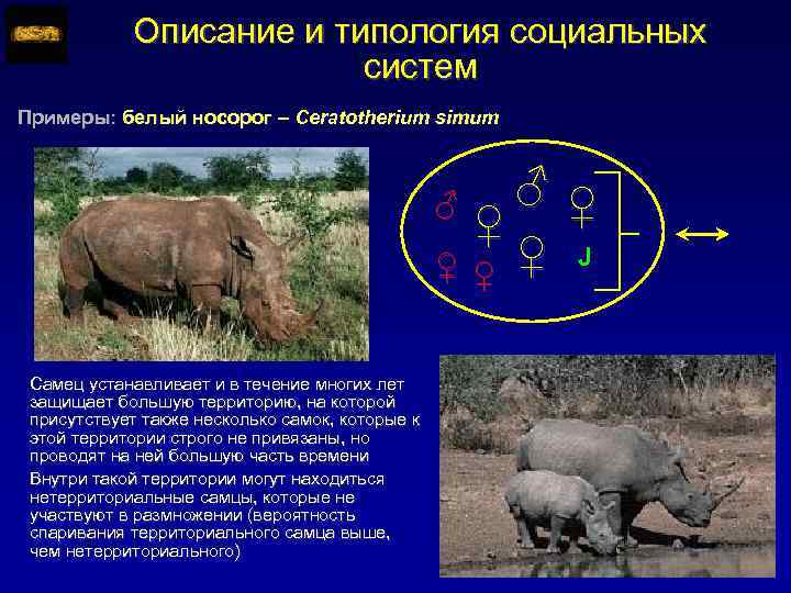 Описание и типология социальных систем Примеры: белый носорог – Ceratotherium simum ♂♀ ♀ ♀