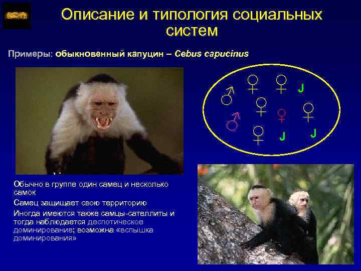 Описание и типология социальных систем Примеры: обыкновенный капуцин – Cebus capucinus ♀ ♀ J