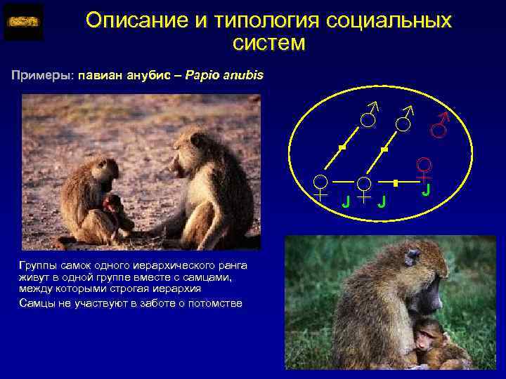 Описание и типология социальных систем Примеры: павиан анубис – Papio anubis = ♂ ♂