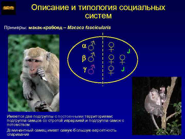 Описание и типология социальных систем Примеры: макак-крабоед – Macaca fascicularis ♂ ♂ ♂ ♀