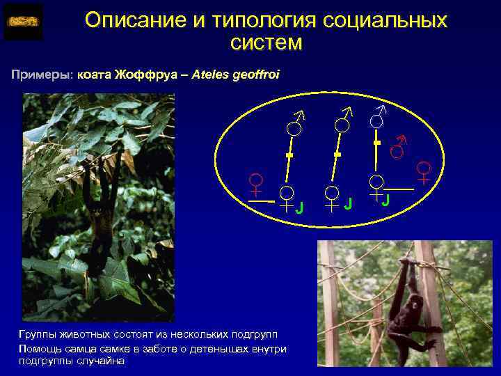 Описание и типология социальных систем Примеры: коата Жоффруа – Ateles geoffroi ♂ ♂ ♂