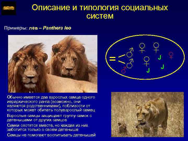 Описание и типология социальных систем Примеры: лев – Panthera leo = ♀ ♀ ♂