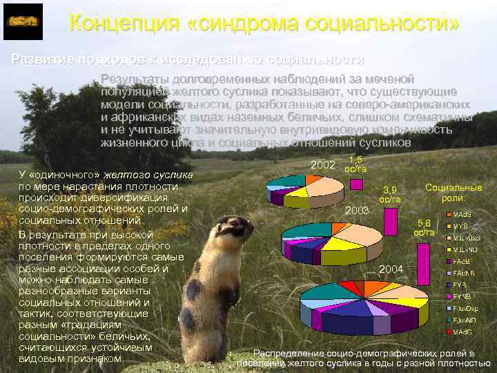 Концепция «синдрома социальности» Развитие подходов к исследованию социальности Результаты долговременных наблюдений за меченой популяцией