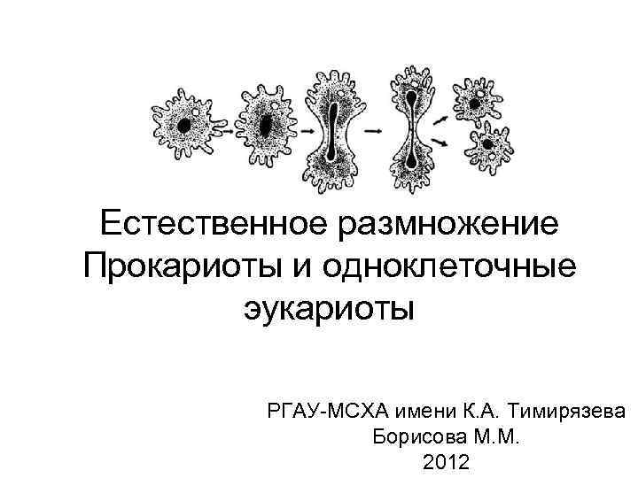  Естественное размножение Прокариоты и одноклеточные эукариоты РГАУ-МСХА имени К. А. Тимирязева Борисова М.