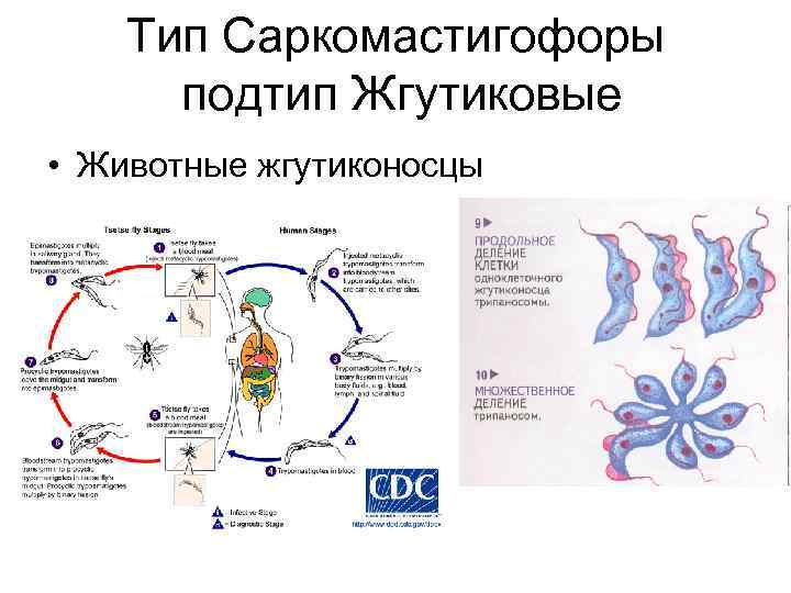  Тип Саркомастигофоры подтип Жгутиковые • Животные жгутиконосцы 