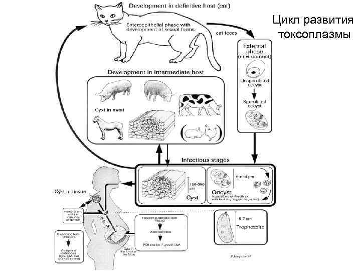 Цикл развития токсоплазмы 