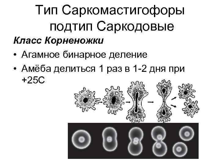 Прямое бинарное деление характерно для эукариот