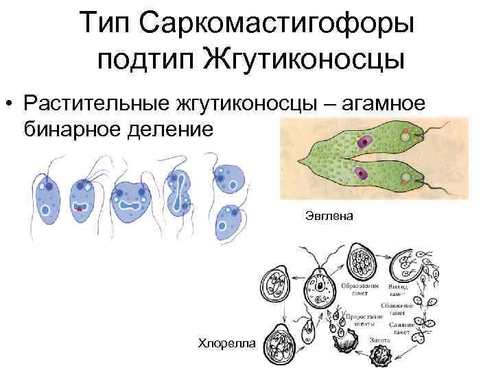 Прямое бинарное деление характерно для эукариот