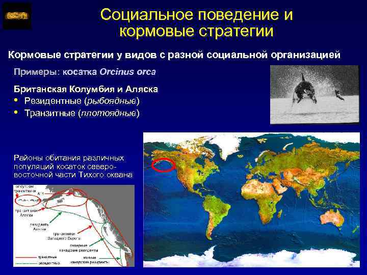 Социальное поведение и кормовые стратегии Кормовые стратегии у видов с разной социальной организацией Примеры:
