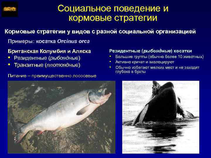 Социальное поведение и кормовые стратегии Кормовые стратегии у видов с разной социальной организацией Примеры: