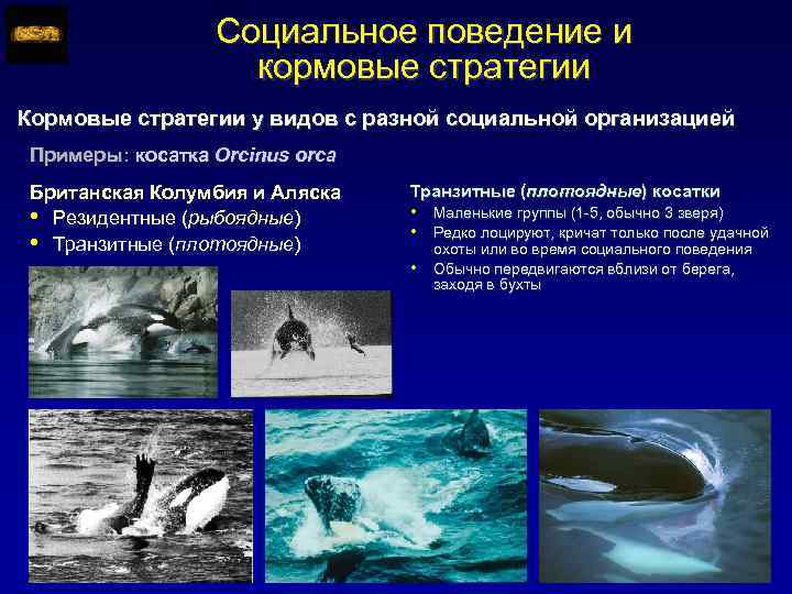 Социальное поведение и кормовые стратегии Кормовые стратегии у видов с разной социальной организацией Примеры: