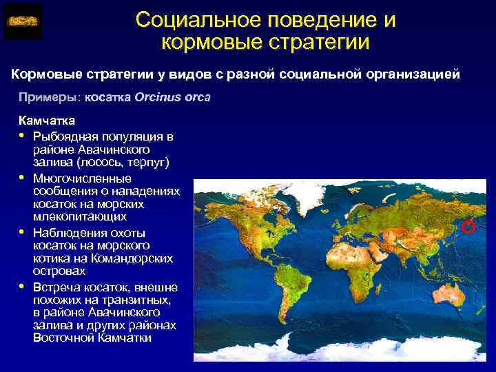 Социальное поведение и кормовые стратегии Кормовые стратегии у видов с разной социальной организацией Примеры:
