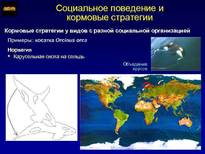 Социальное поведение и кормовые стратегии Кормовые стратегии у видов с разной социальной организацией Примеры: