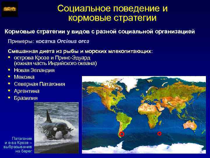 Социальное поведение и кормовые стратегии Кормовые стратегии у видов с разной социальной организацией Примеры: