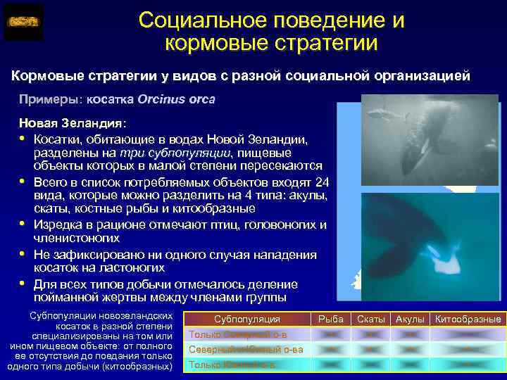Социальное поведение и кормовые стратегии Кормовые стратегии у видов с разной социальной организацией Примеры: