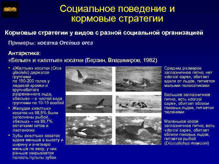 Социальное поведение и кормовые стратегии Кормовые стратегии у видов с разной социальной организацией Примеры: