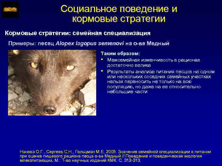 Социальное поведение и кормовые стратегии Кормовые стратегии: семейная специализация Примеры: песец Alopex lagopus semenovi
