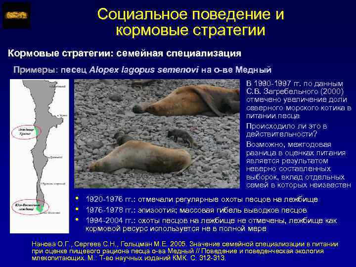 Социальное поведение и кормовые стратегии Кормовые стратегии: семейная специализация Примеры: песец Alopex lagopus semenovi