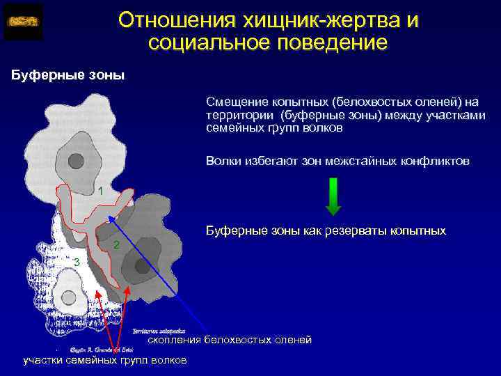 Отношения хищник-жертва и социальное поведение Буферные зоны Смещение копытных (белохвостых оленей) на территории (буферные