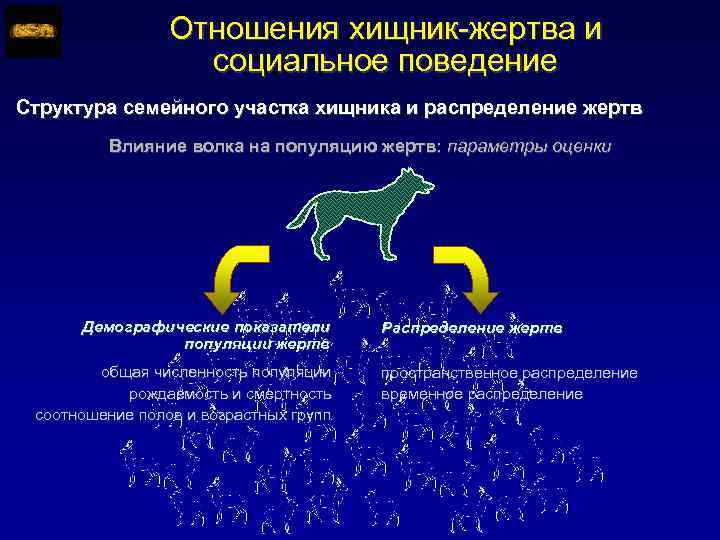 Социальное поведение животных делится на 3 типа. Поведенческая структура популяции. Отношения хищник жертва. Решить задачу хищник и жертва. Влияние волка на эколологию области.