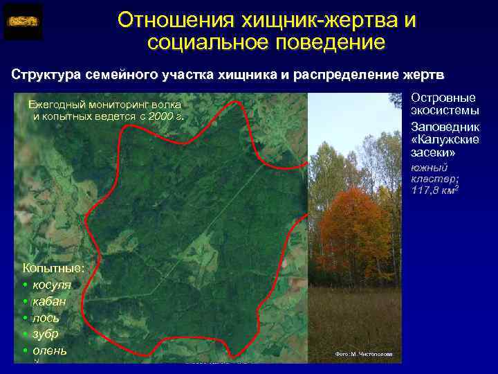 Отношения хищник-жертва и социальное поведение Структура семейного участка хищника и распределение жертв Островные экосистемы