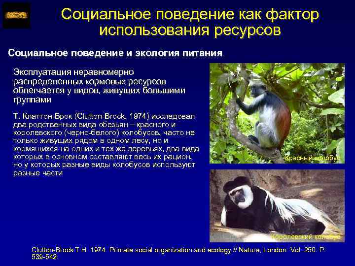 Социальное поведение как фактор использования ресурсов Социальное поведение и экология питания Эксплуатация неравномерно распределенных