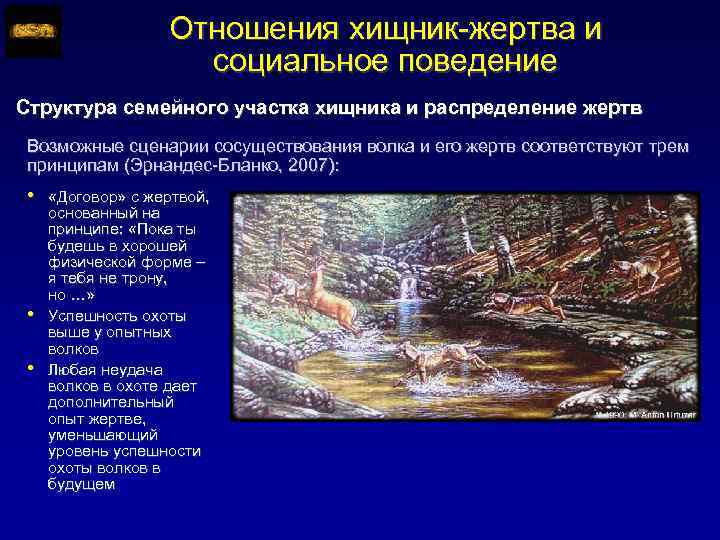 Отношения хищник-жертва и социальное поведение Структура семейного участка хищника и распределение жертв Возможные сценарии