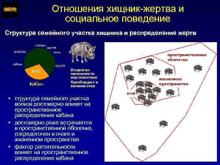 Отношения хищник-жертва и социальное поведение Структура семейного участка хищника и распределение жертв собаки грызуны