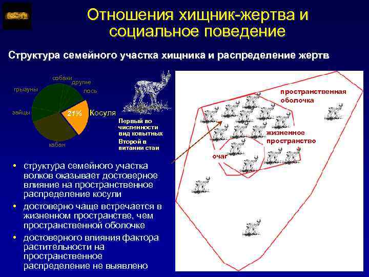 Отношения хищник-жертва и социальное поведение Структура семейного участка хищника и распределение жертв грызуны собаки