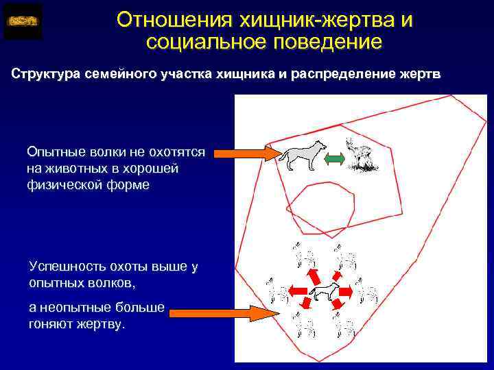 Отношения хищник-жертва и социальное поведение Структура семейного участка хищника и распределение жертв Опытные волки