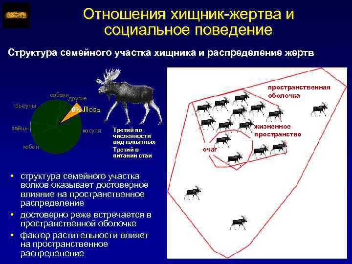Отношения хищник-жертва и социальное поведение Структура семейного участка хищника и распределение жертв пространственная оболочка