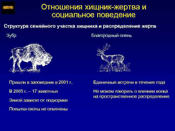 Отношения хищник-жертва и социальное поведение Структура семейного участка хищника и распределение жертв Зубр Благородный