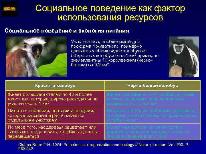Социальное поведение как фактор использования ресурсов Социальное поведение и экология питания Участок леса, необходимый