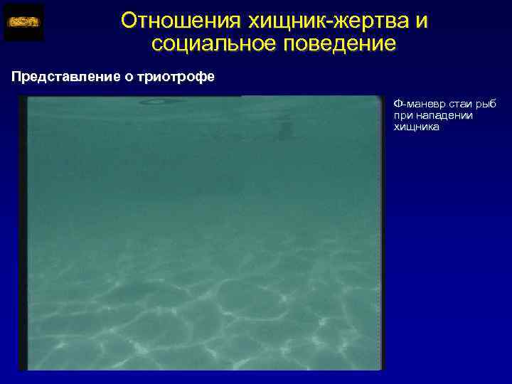 Отношения хищник-жертва и социальное поведение Представление о триотрофе Ф-маневр стаи рыб при нападении хищника
