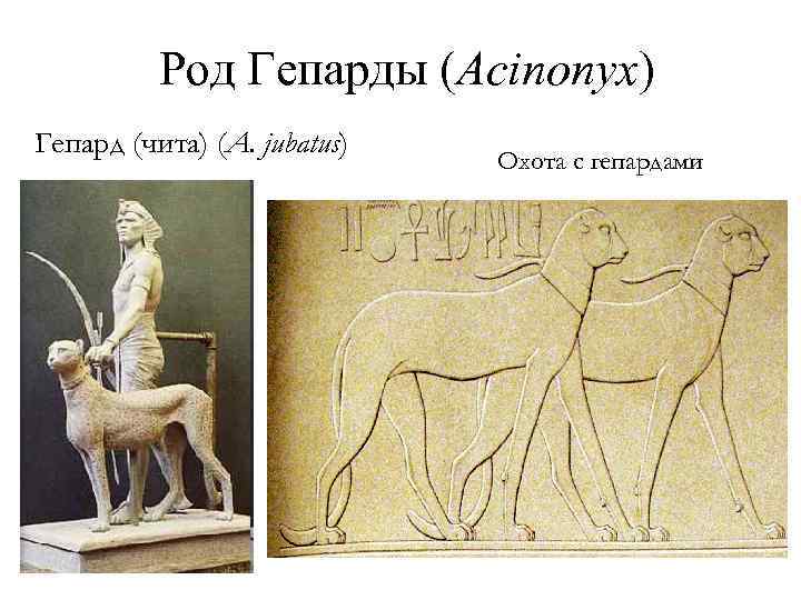 Род Гепарды (Acinonyx) Гепард (чита) (A. jubatus) Охота с гепардами 