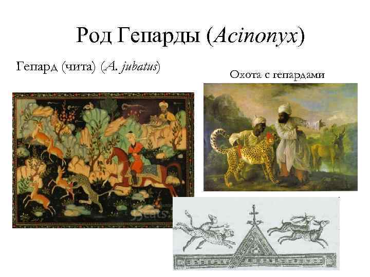 Род Гепарды (Acinonyx) Гепард (чита) (A. jubatus) Охота с гепардами 