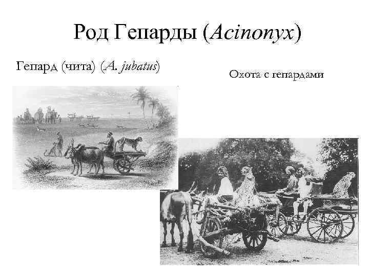 Род Гепарды (Acinonyx) Гепард (чита) (A. jubatus) Охота с гепардами 