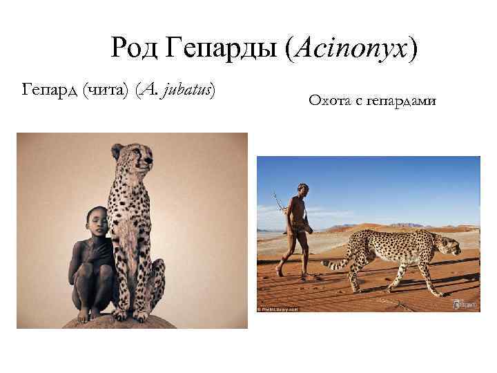 Род Гепарды (Acinonyx) Гепард (чита) (A. jubatus) Охота с гепардами 
