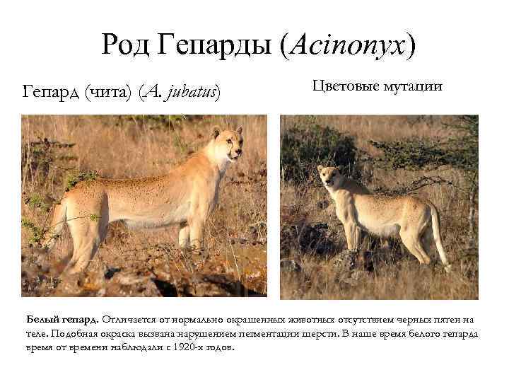 Род Гепарды (Acinonyx) Гепард (чита) (A. jubatus) Цветовые мутации Белый гепард. Отличается от нормально
