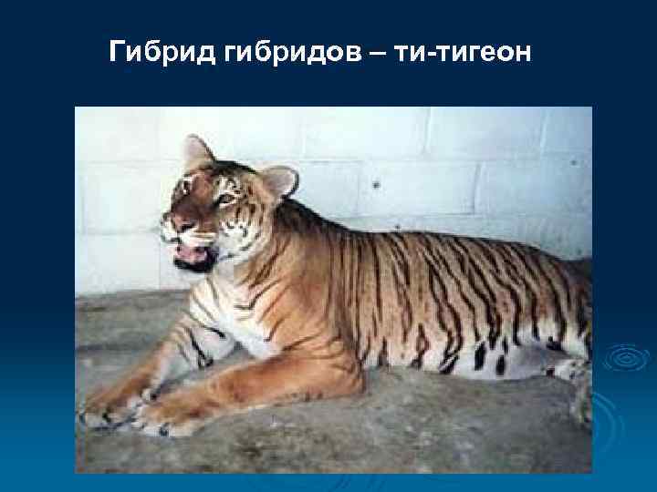 Гибрид гибридов – ти-тигеон 