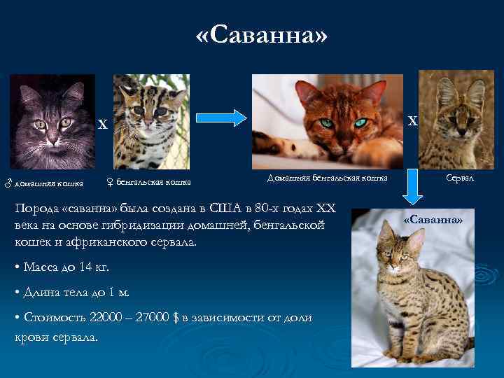  «Саванна» Х Х ♂ домашняя кошка ♀ бенгальская кошка Домашняя бенгальская кошка Порода
