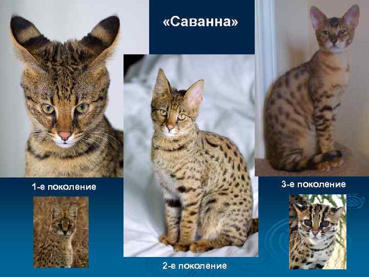  «Саванна» 3 -е поколение 1 -е поколение 2 -е поколение 