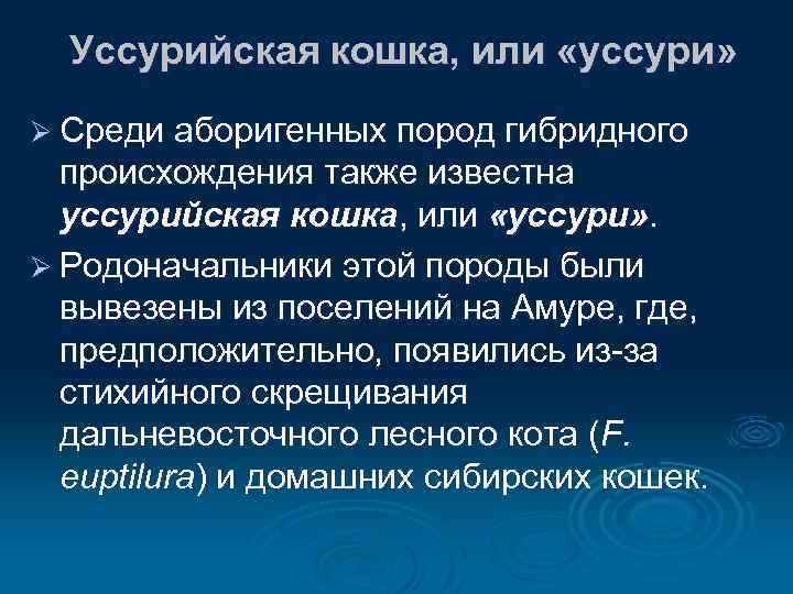 Уссурийская кошка, или «уссури» Ø Среди аборигенных пород гибридного происхождения также известна уссурийская кошка,