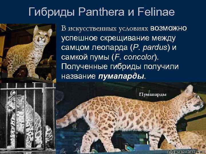 Гибриды Panthera и Felinae В искусственных условиях возможно успешное скрещивание между самцом леопарда (P.