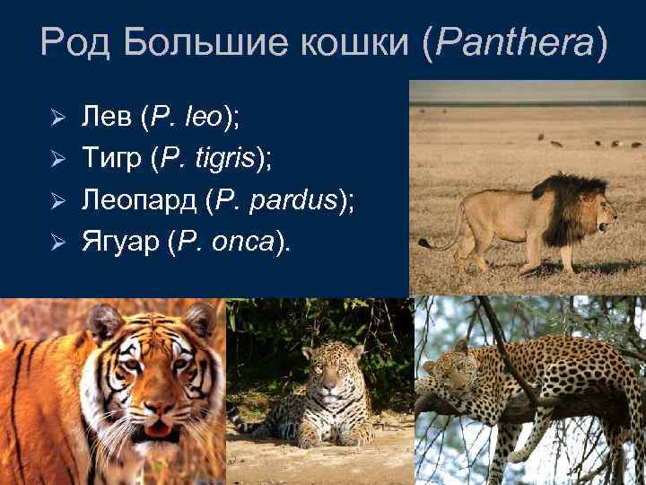 Род Большие кошки (Panthera) Лев (P. leo); Ø Тигр (P. tigris); Ø Леопард (P.